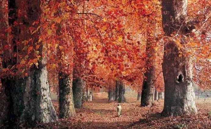 Kashmir is Famous For chinar
