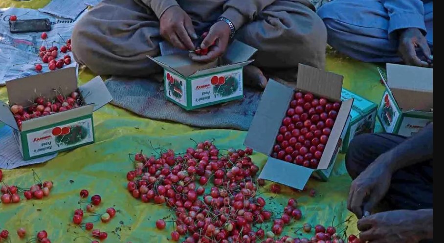 15 Things Kashmir is Famous For Kashmir is Famous For Cherry Harvesting