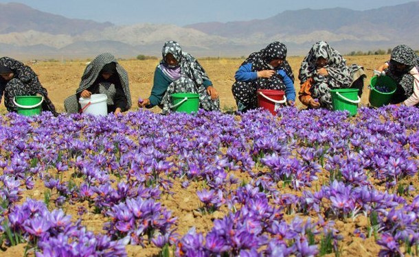 Kashmir is Famous For safron
