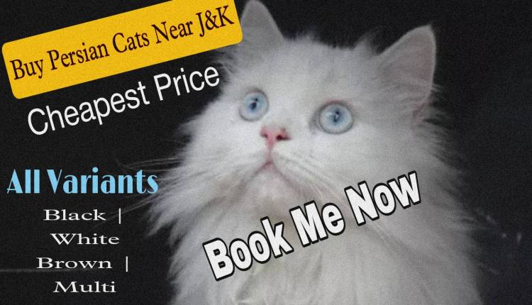 Buy Persian Cats in Kashmir Baby Persian Cats Price in Kashmir Cost of Persian Cat Buy Persian Cat Online Persian Cat Price Near Jammu and Kashmir, Persian Cat for Sale in Kashmir Persian Cat at cheapest price 5 Months Old Persian Cat Black Persian Cat