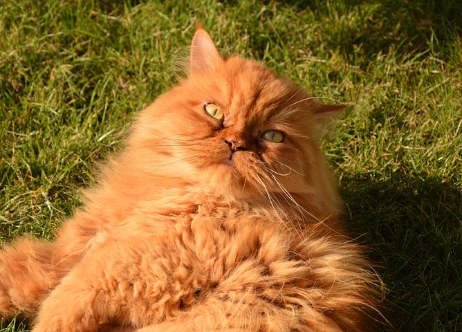 Buy Persian Cats in Kashmir Baby Persian Cats Price in Kashmir Cost of Persian Cat Buy Persian Cat Online Persian Cat Price Near Jammu and Kashmir, Persian Cat for Sale in Kashmir Persian Cat at cheapest price 5 Months Old Persian Cat Black Persian Cat