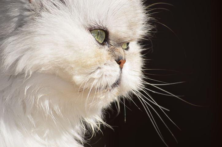 Buy Persian Cats in Kashmir Baby Persian Cats Price in Kashmir Cost of Persian Cat Buy Persian Cat Online Persian Cat Price Near Jammu and Kashmir, Persian Cat for Sale in Kashmir Persian Cat at cheapest price 5 Months Old Persian Cat Black Persian Cat
