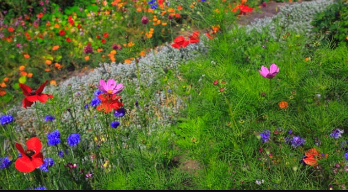 How to make Wild Flower Garden in 2022