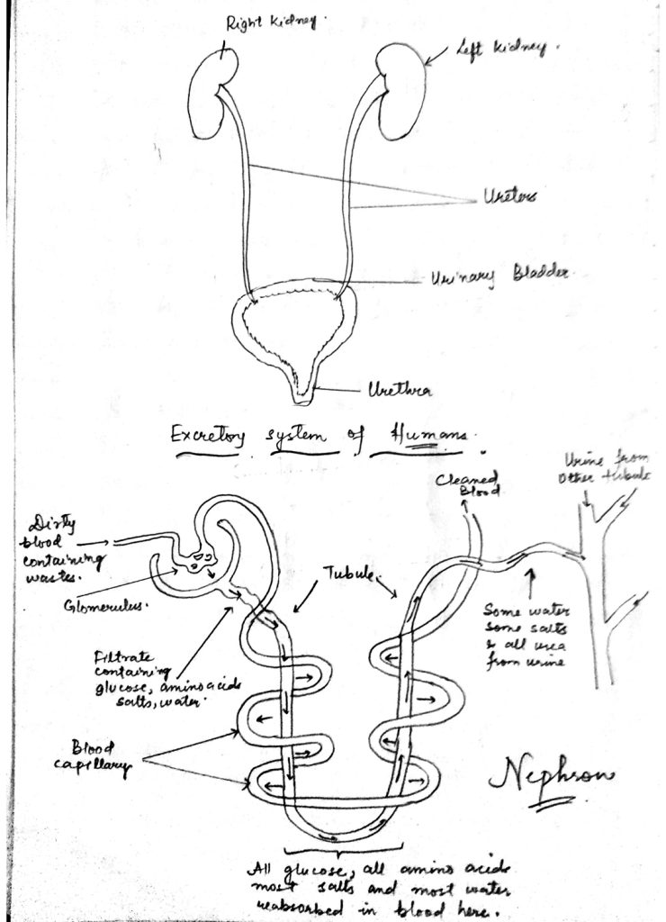 Life Processes Class 10 Handwritten Notes jkbose ncert CBSE pdf download mcqs